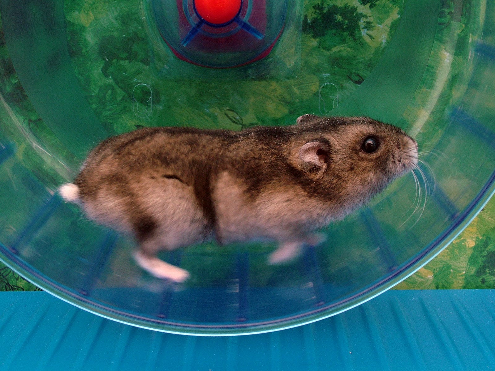 Hamster running on wheel. credit: Mylius